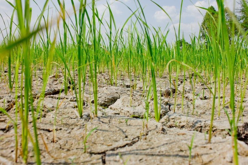  Mudança climática coloca em risco a produção global de arroz
