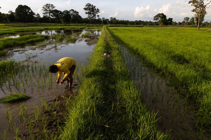  O aumento do preço do arroz mostra que a inflação de alimentos ainda está perseguindo o mundo
