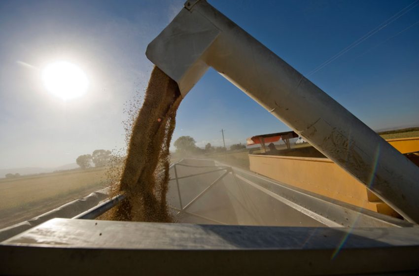  Denominação de Origem do arroz ainda busca valorização