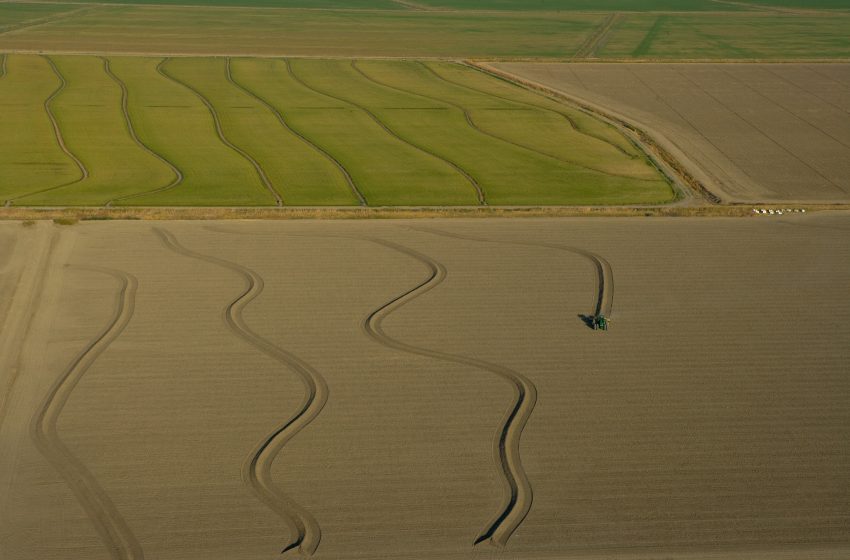  Semeadura do arroz atinge 86,31% da intenção, diz Irga