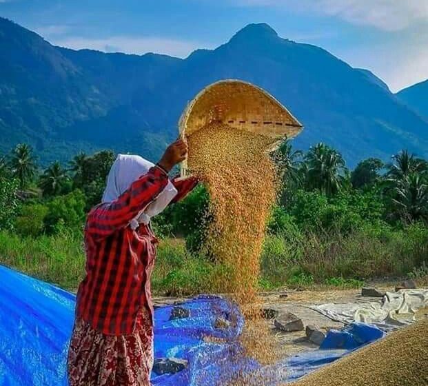  Índia proíbe a exportação de arroz branco não-basmati