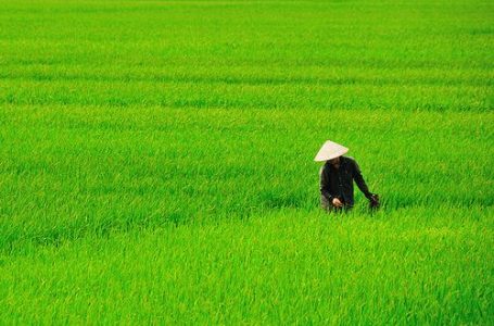 Arroz da Tailândia está mais demandado em 2024