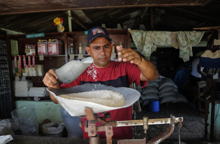  Este ano, Cuba cultivará uma ínfima parte do arroz que consome