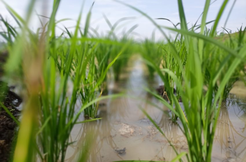  Quatro regiões gaúchas já semearam mais de 90% da área de arroz prevista