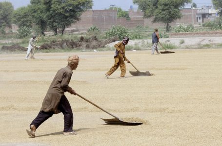 APP16-090924
MULTAN: September 09-Farmers spreading rice with big spreader after harvested for drying in the field. APP/TVE/ABB/SSH