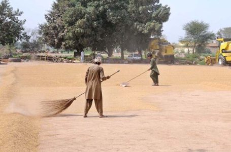 APP18-160325
MULTAN: March 16 – Labourers are spreading rice in the field for drying purposes. APP/TVE/TZD