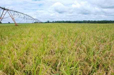 Arroz de Terras Altas sob pivô central é uma das tecnologias propagadas no Cerrado. Foto: Divulgação/Embrapa