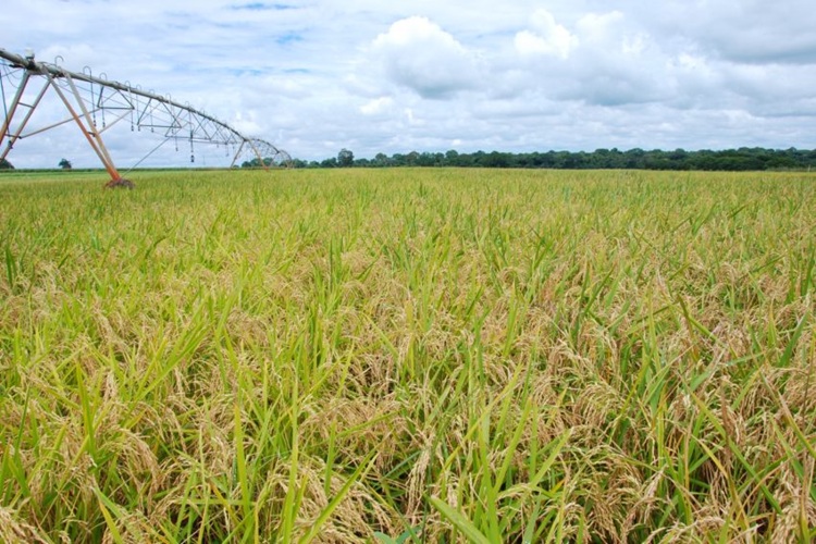 Sindarroz MT e Embrapa defendem arroz como rotação de cultura no Cerrado