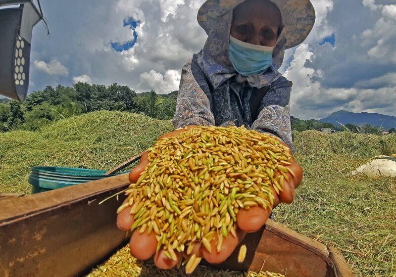  Filipinas começa a plantar o arroz dourado