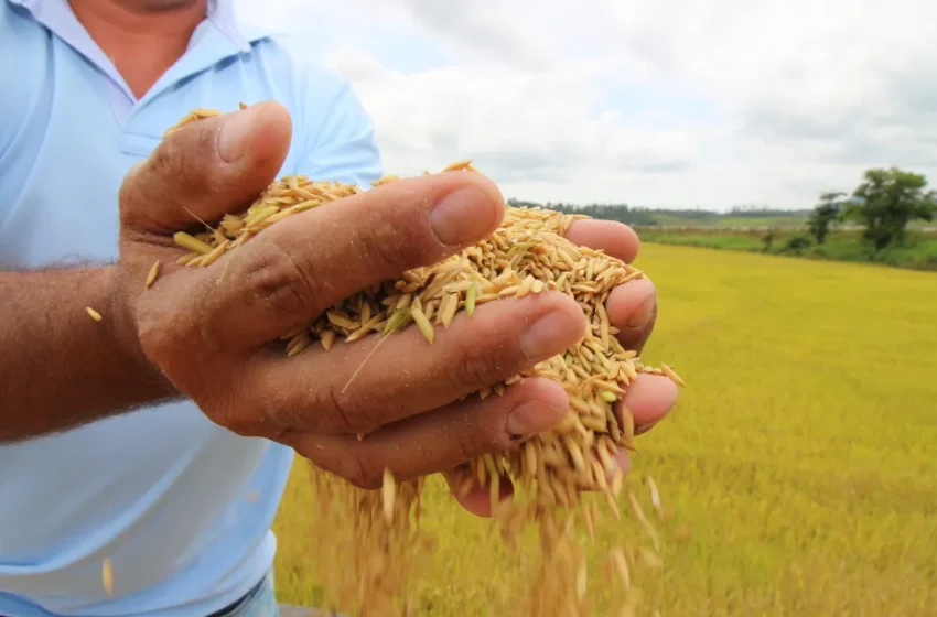  Portaria estabelece parâmetros para leilão de arroz da safra 2024/25