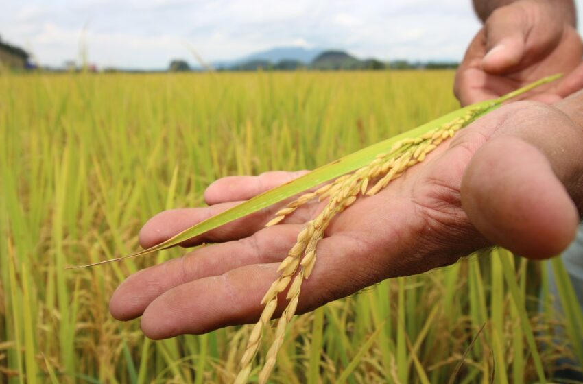  Clima acelerou o ciclo do arroz e antecipou colheita no RS