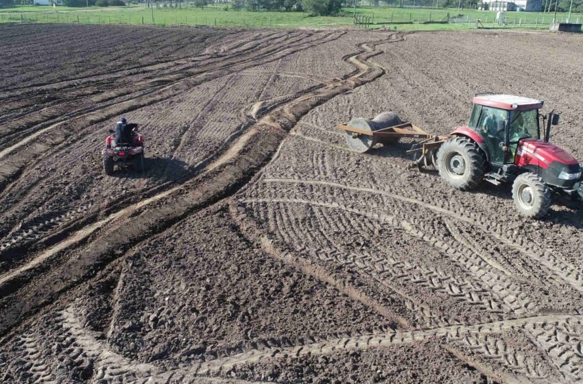  Duas de seis regiões gaúchas concluíram a semeadura do arroz. Estado chega a 95%