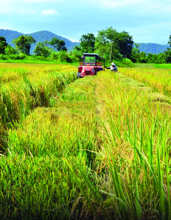 Santa Catarina: redução de oferta