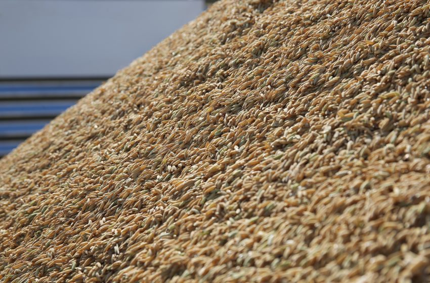 Federarroz recomenda adesão a contrato público de opção e venda de arroz