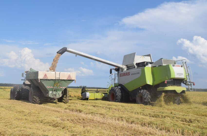  Corrientes se prepara para a menor safra de arroz do século