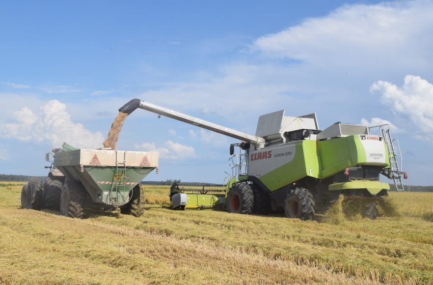  Termina a colheita de arroz em Entre Ríos, Argentina: produção deve aumentar em 24%.
