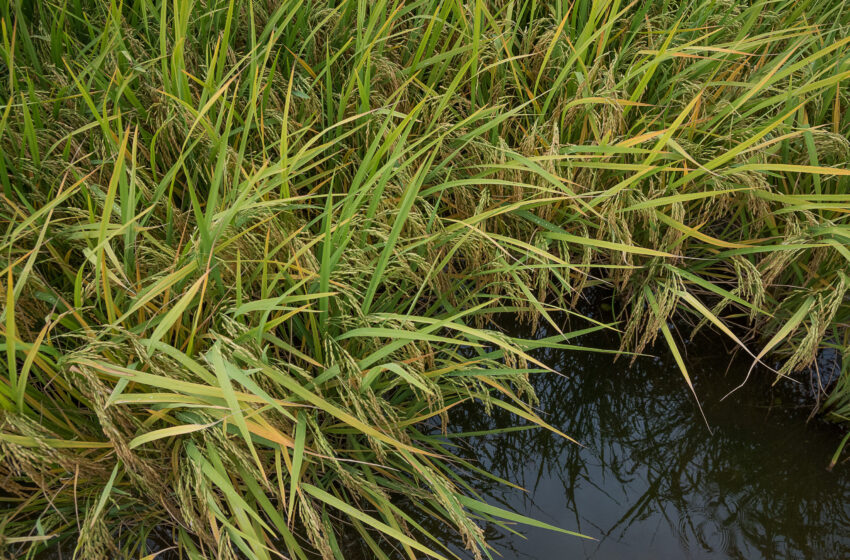  Custos de produção em alta preocupam arrozeiros para próxima safra