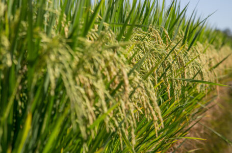 O arroz em destaque na Abertura da Colheita, em Capão do Leão. (Foto: Fagner Almeida/Federarroz)