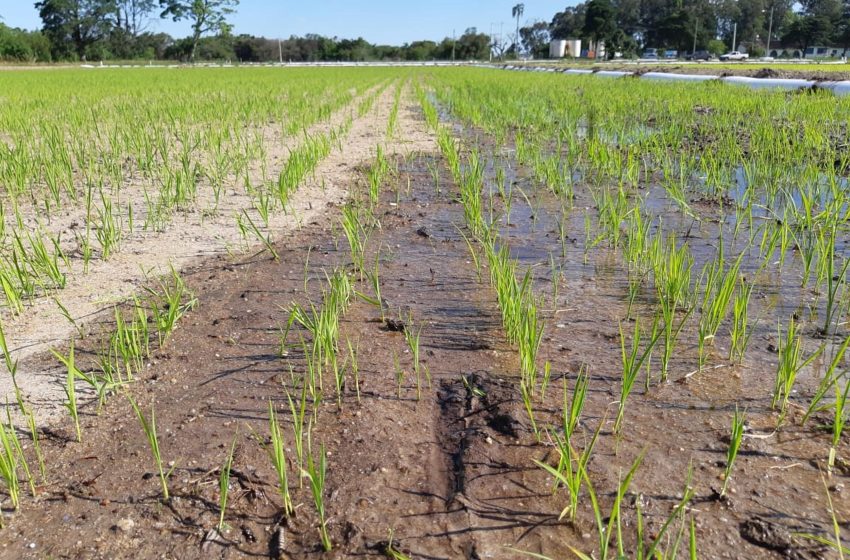 Plantio do arroz avança no país. Destaques são Paraná e Maranhão, diz Conab