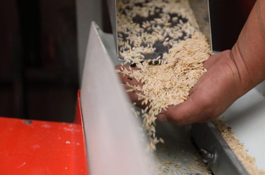  Nova cultivar de arroz promete reduzir preços e fortalecer indústria em MT