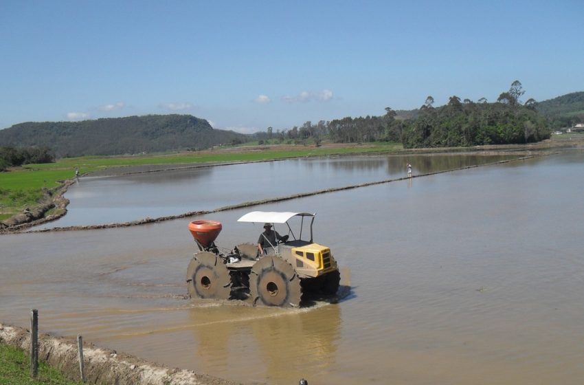 Semeadura de Arroz no RS aproxima-se do encerramento