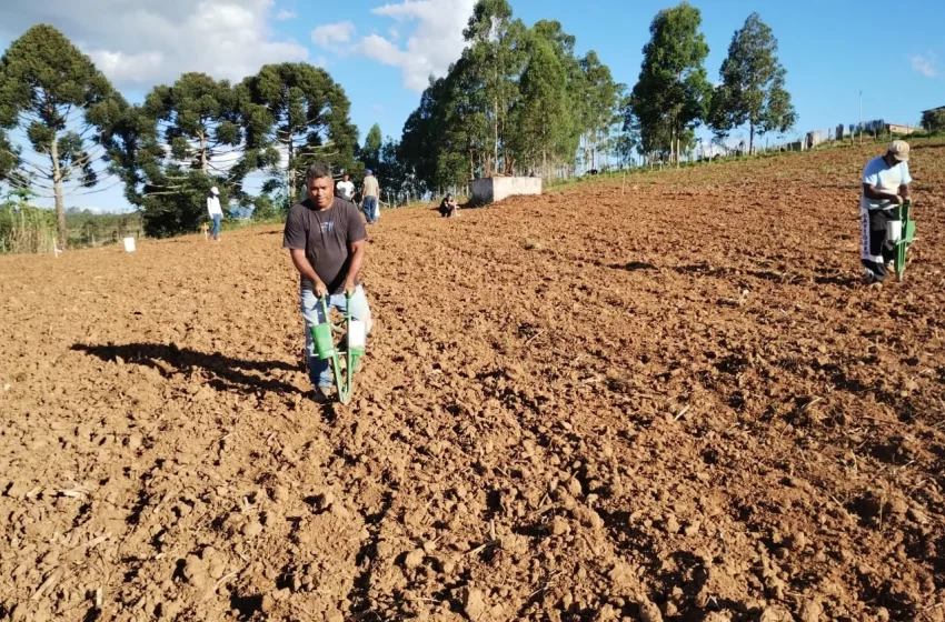  Epamig e Emater/MG testam arroz de sequeiro na Zona da Mata mineira