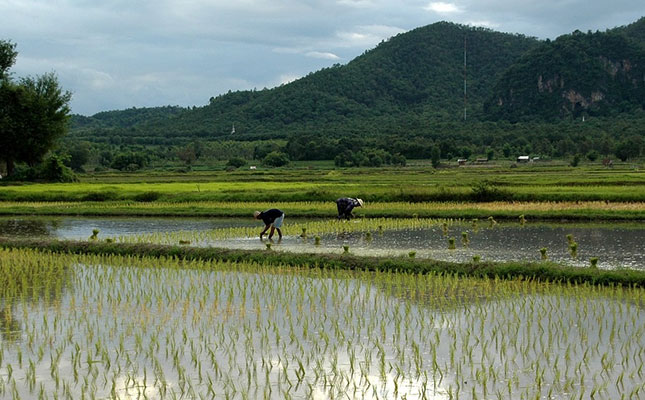  Aumento da demanda por arroz na alimentação animal pressiona a oferta