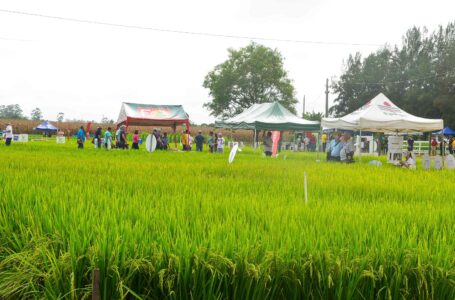 Campo Agroacelerador da Cooperja é um dos principais eventos da orizicultura catarinense