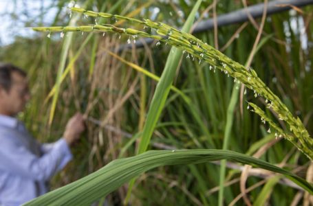 2019.12.11–Ken Olsen, professor of Biology, is the sole U.S. collaborator on a big new paper looking at the genetic history of traits important to the domestication of rice.
Example of rice in flower.