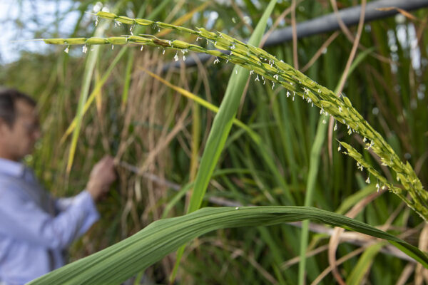  No sudeste dos EUA, o arroz daninho rouba a resistência a herbicidas do arroz cultivado