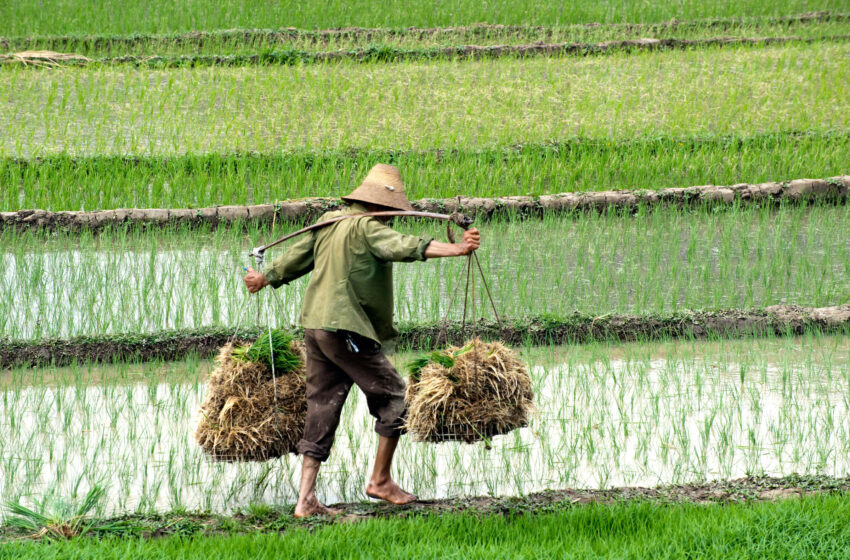  Chuvas extremas estão afetando as plantações de arroz da China