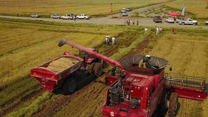  Argentina exportou mais, mas faturou menos com arroz