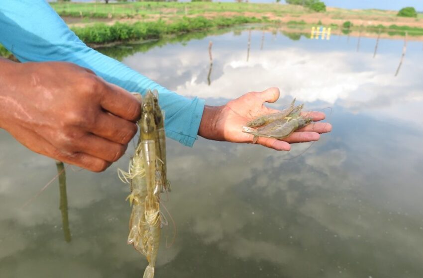  Projeto de Irrigação de Morada nova troca arroz por camarão