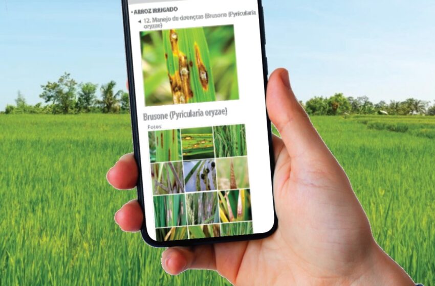 Plataforma da Epagri disponibiliza informações técnicas sobre arroz irrigado