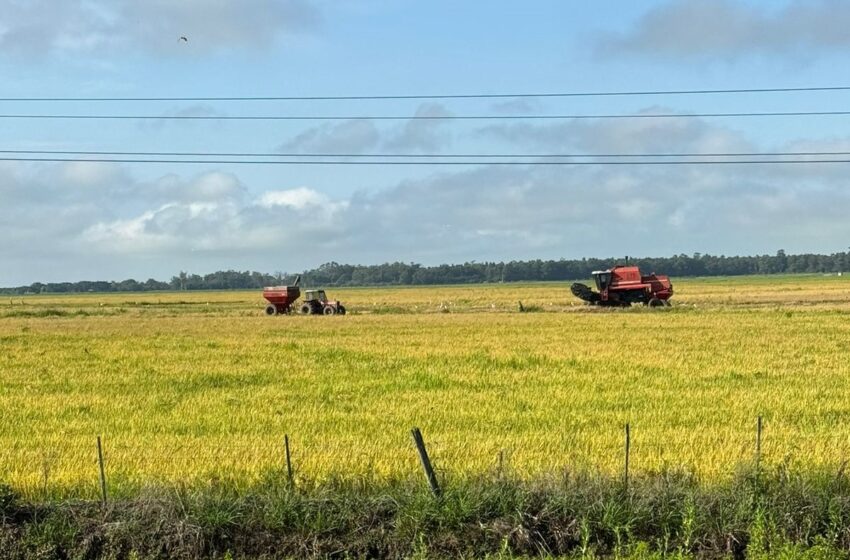  Emater/RS aponta avanço da colheita e elevação de preços do arroz no RS