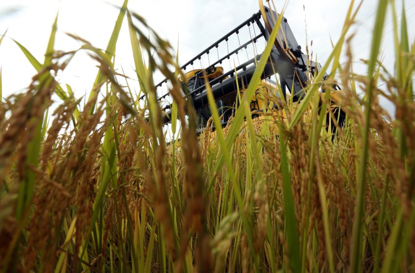 Setor arrozeiro condiciona acesso ao Plano Safra a dívida e juros menores