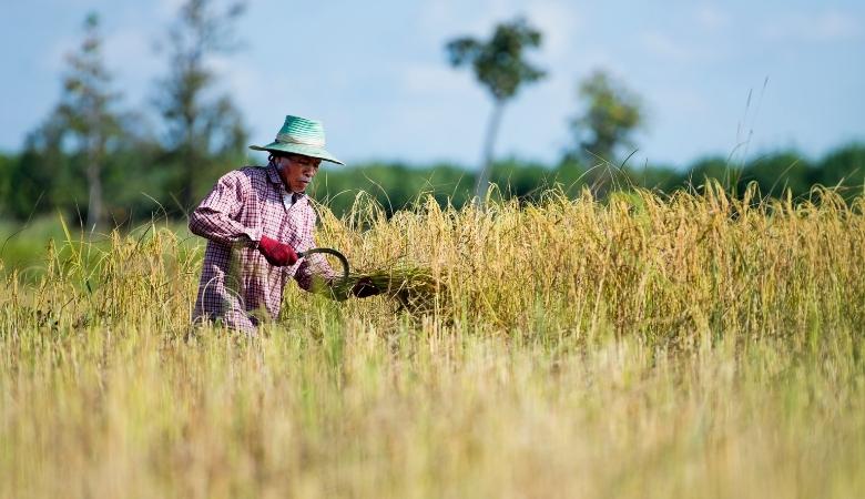  Governo estabelece parâmetros para Contrato de Opção de arroz