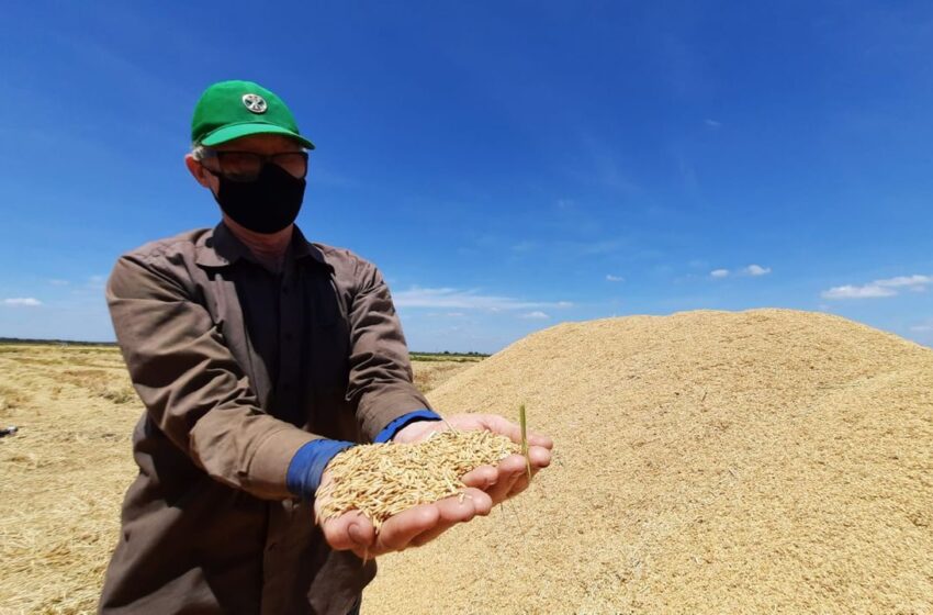  Safra recorde de arroz começa a ser colhida nas várzeas do Açude Orós