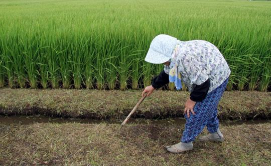  Mercado spot abre para melhorar o comércio de arroz no Japão