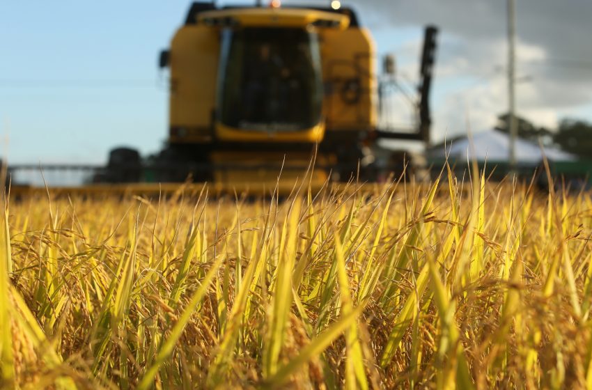  Selo ambiental do arroz gaúcho dá desconto no crédito