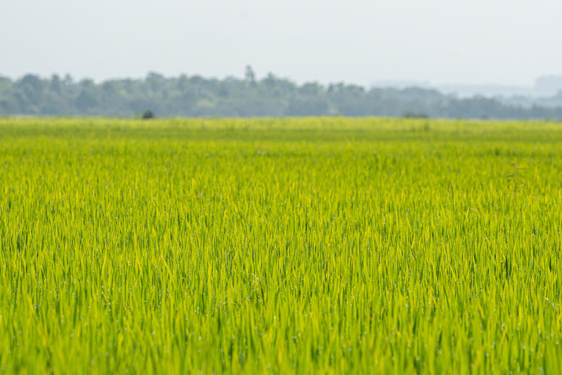  Manejo eficiente das lavouras de arroz protege e aumenta a produtividade