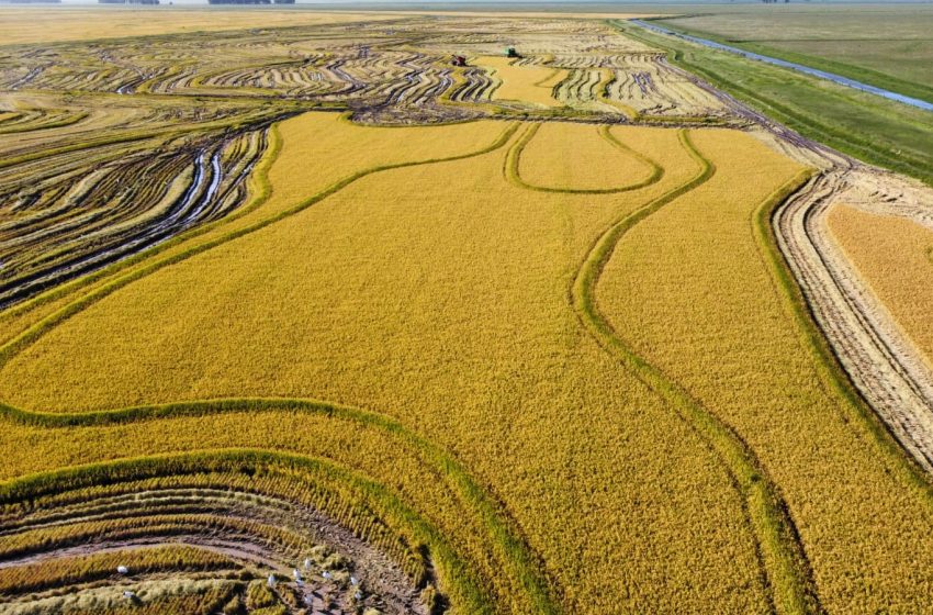  No Uruguai, colheita de arroz termina em meio a mudança na tendência de preços.