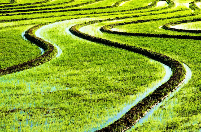  Mapa realiza videoconferência para avaliar produtos de seguro rural do arroz