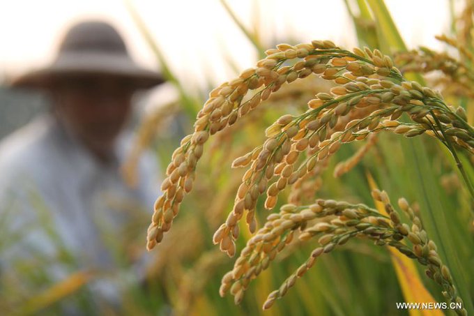  Tailândia e Paquistão lideram a nona licitação de arroz do ano da Indonésia