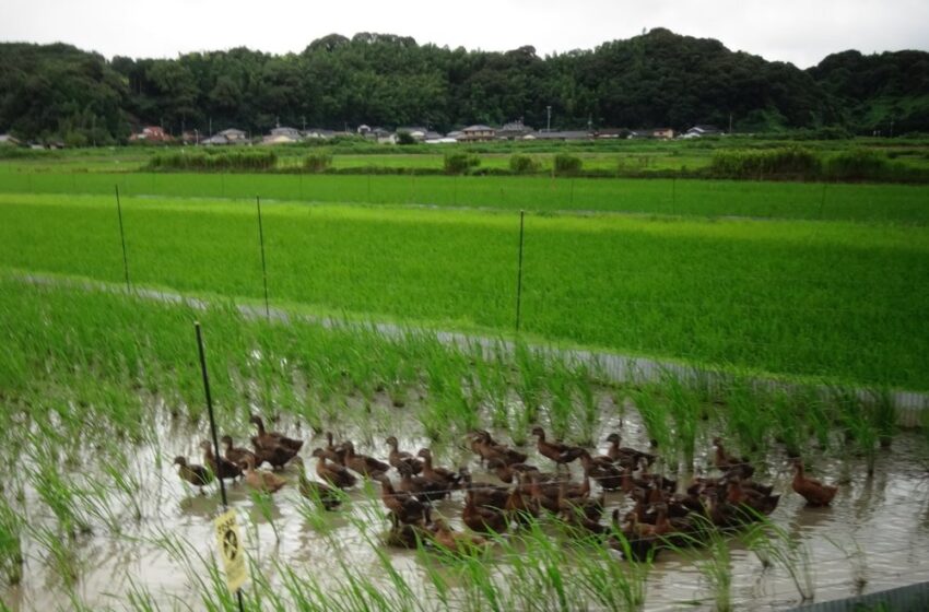  O arroz é o cultivo da mudança climática nos EUA?