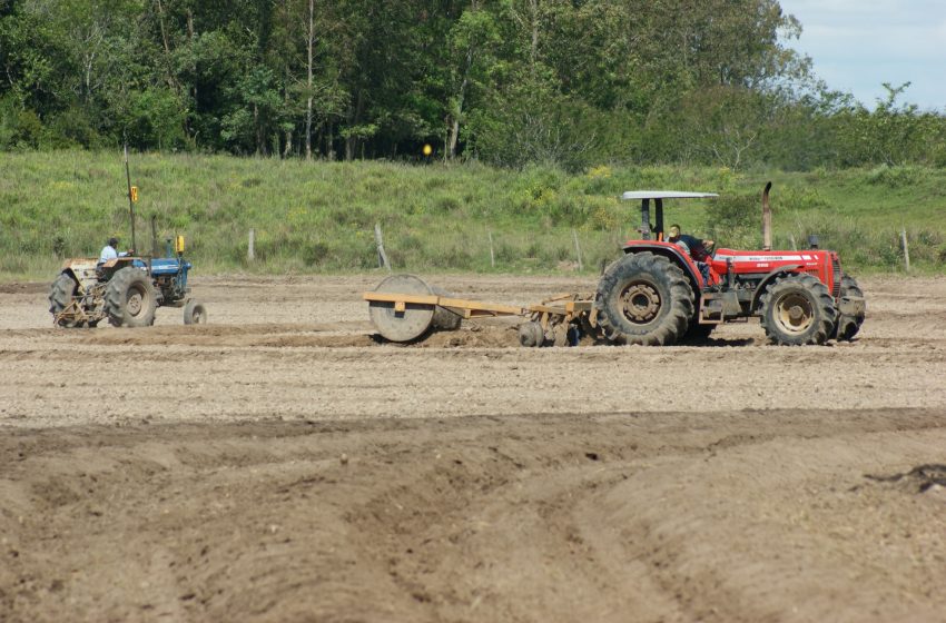 RS já plantou quase 2% da área de arroz