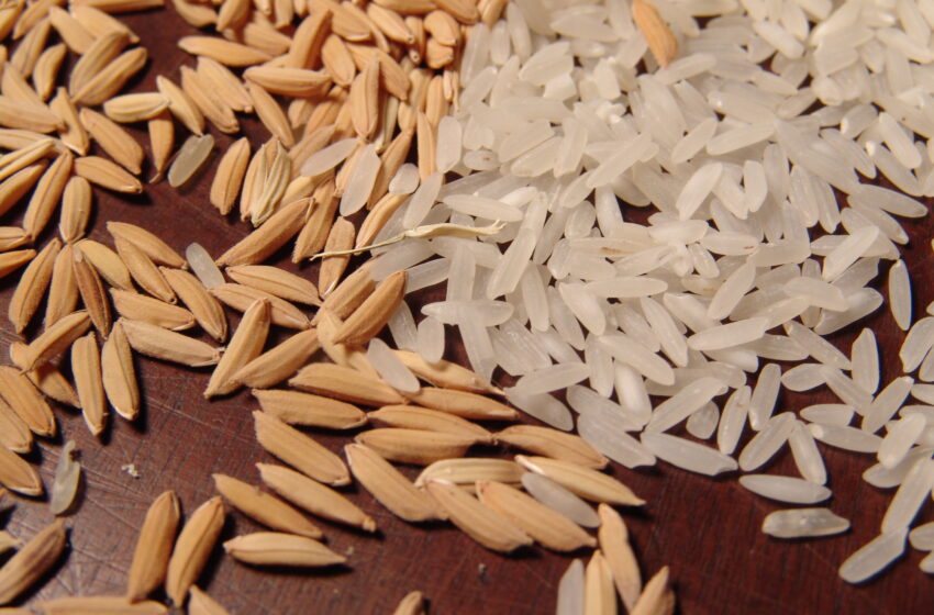  Futuros: preços do arroz disparam, mas devolvem ganhos