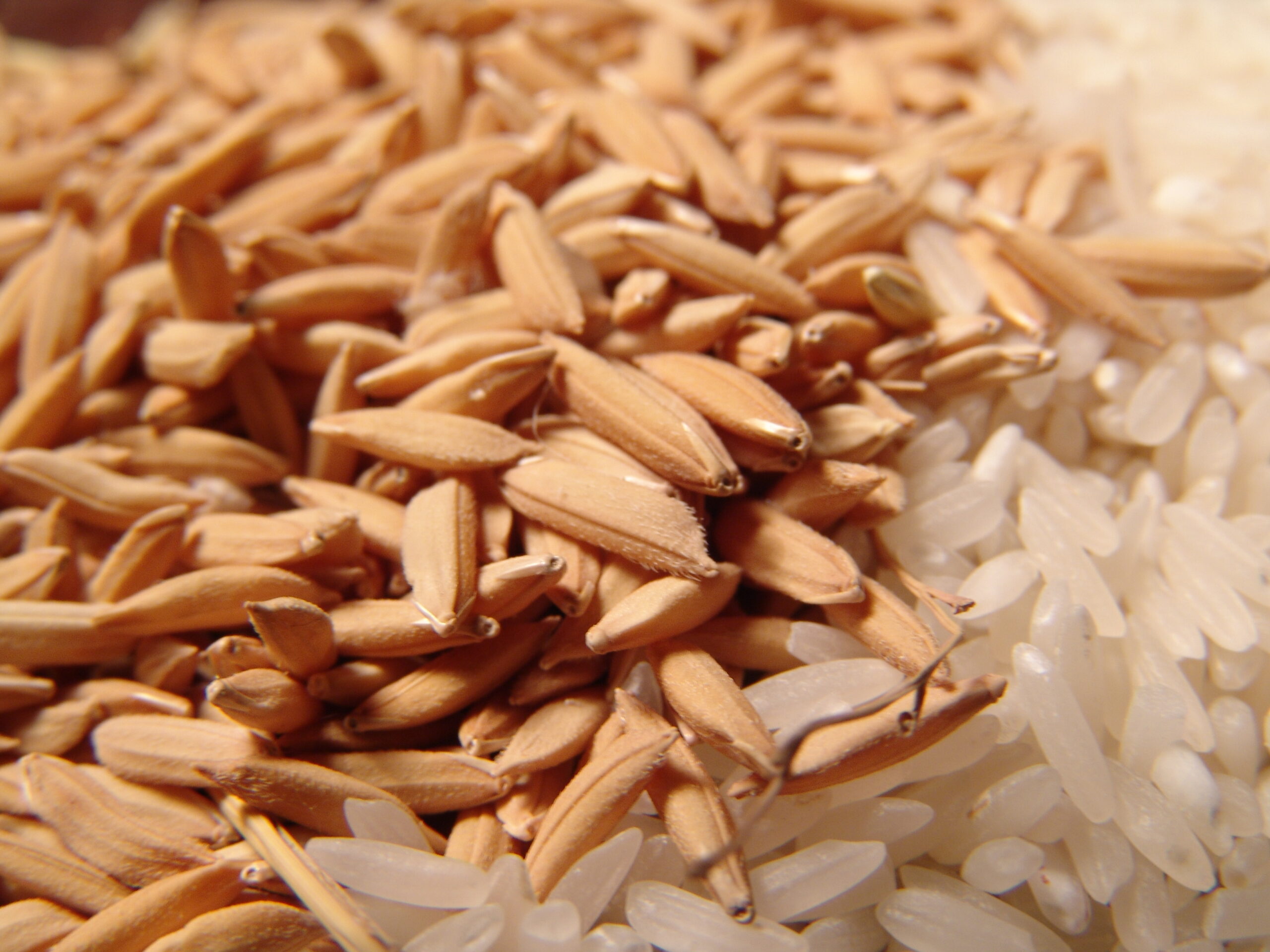 Finalmente, um horizonte de expectativas positivas para as cotações do arroz. Foto: Robispierre Giuliani