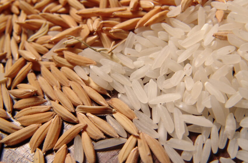  Após mais de um ano do anúncio, Brasil remeterá arroz ao Líbano