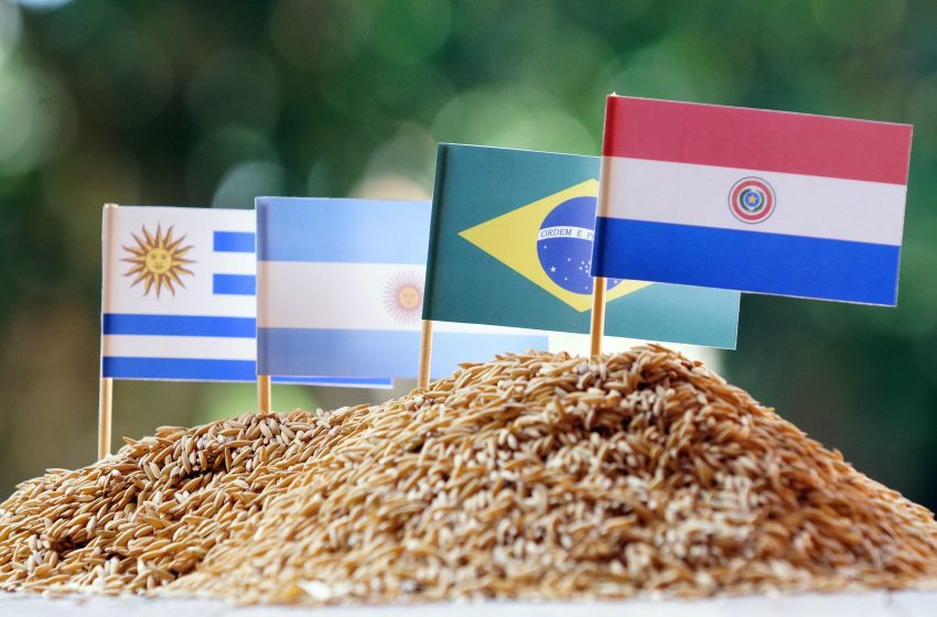  Arroz do Paraguai: rendimentos para o país e as famílias produtoras